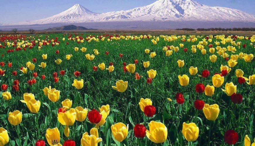 تورهای ارمنستان دامنه کوه آرارات و لاله های رنگارنگ