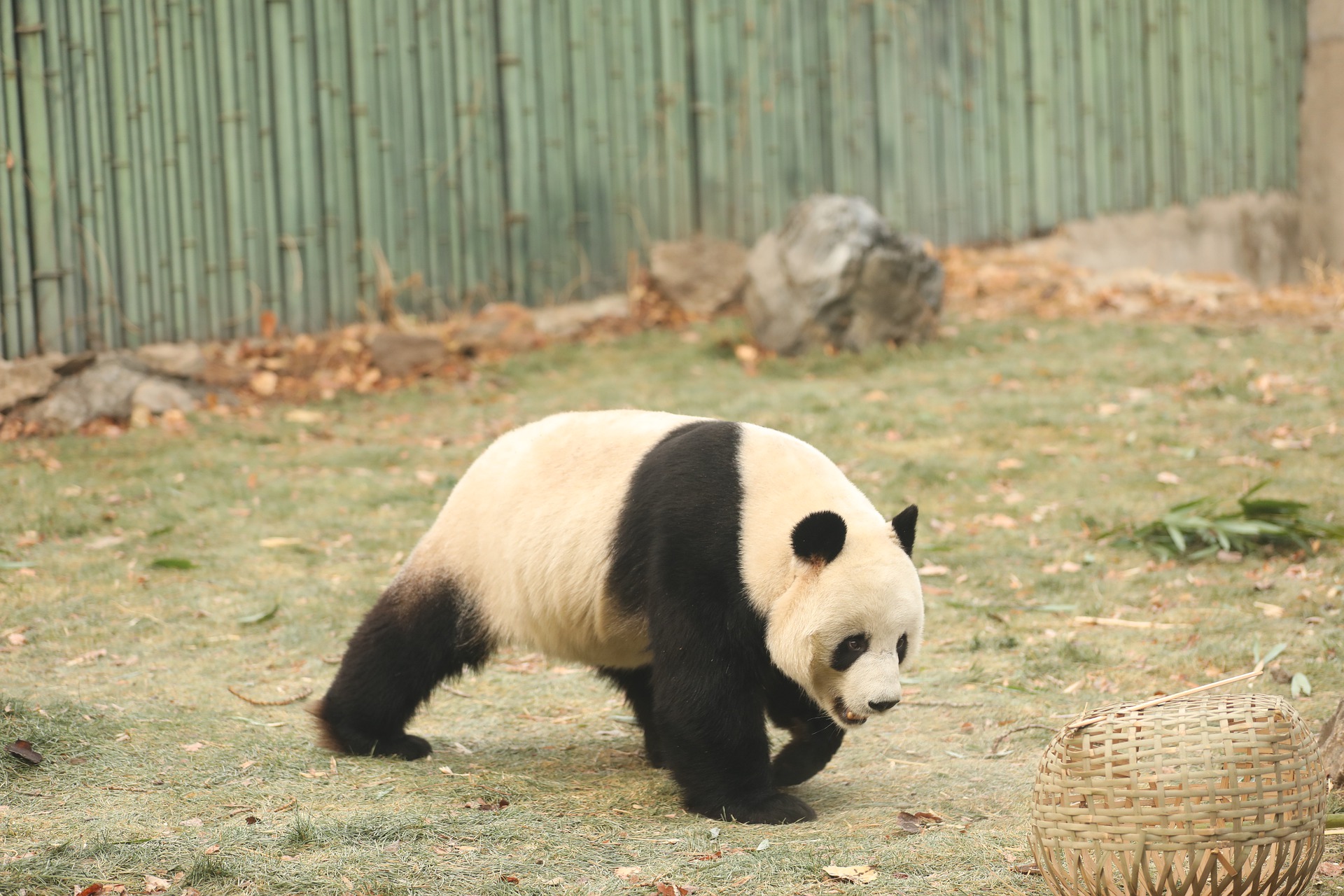 باغ وحش پکن چین | پاندا