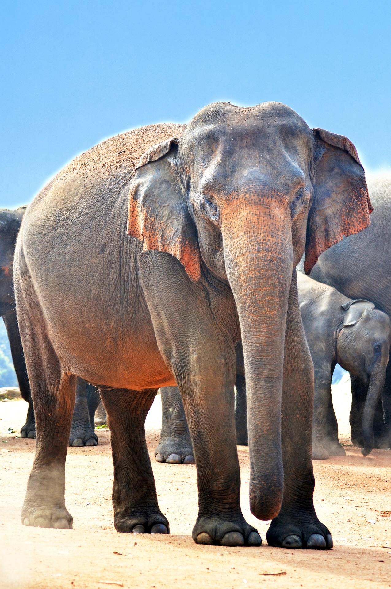 فیل سریلانکا